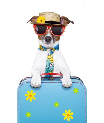 Urlaub mit Hund im Wohnmobil