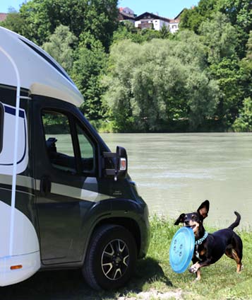ein Hund im Wohnmobil