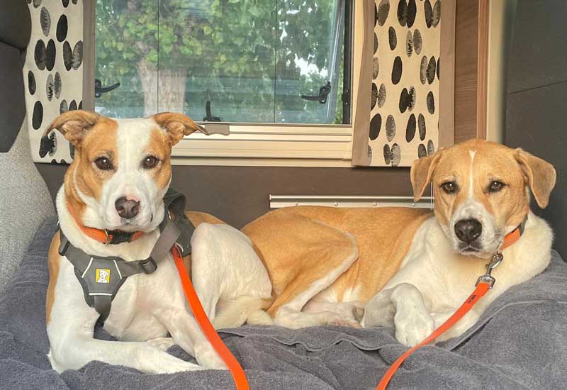 hundefreundliche Wohnmobile mieten