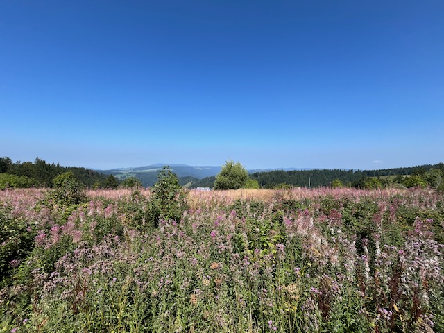 Schwarzwald