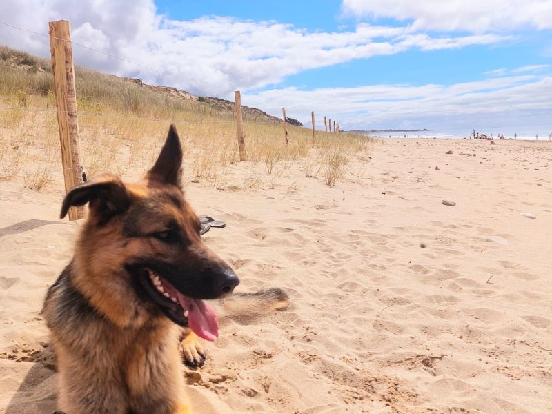 Hund am Strand